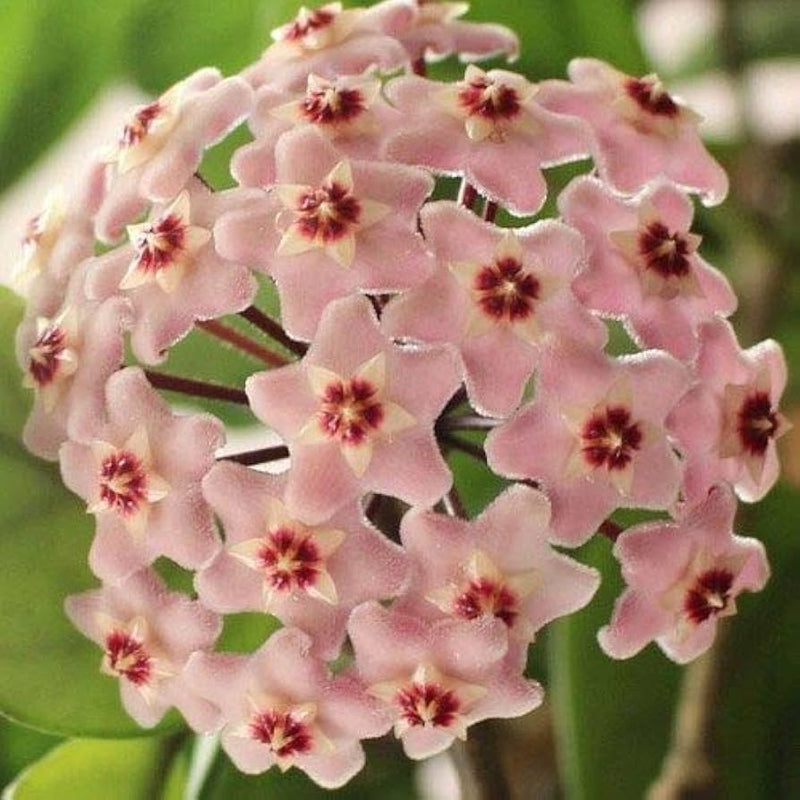 Blanco y rosa claro Hoya semillas de flores para siembra de alta calidad variedad tradicional y sin ingeniería genética semillas para el jardín doméstico
