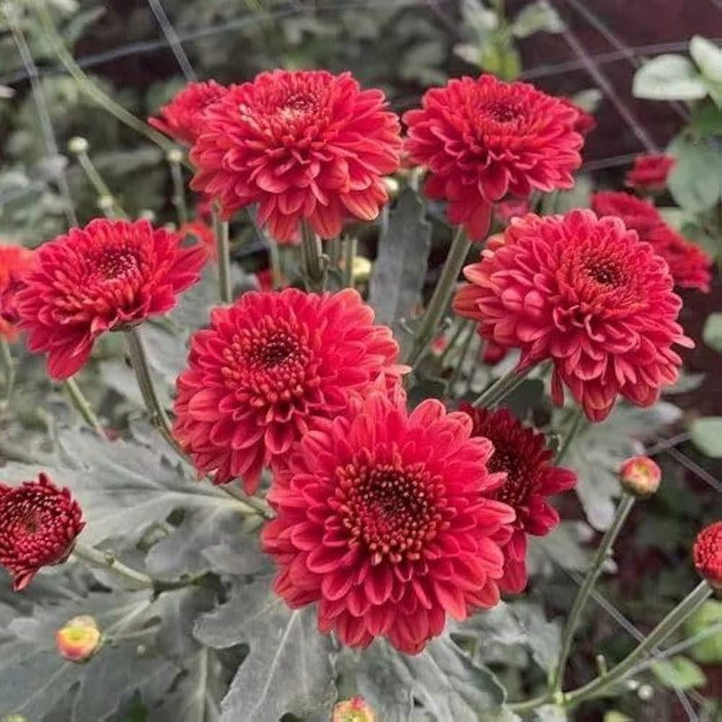 Graines de Chimaphila rouge à semer – incontournable du jardin de style champêtre – variété traditionnelle et sans OGM, graines pour jardin familial