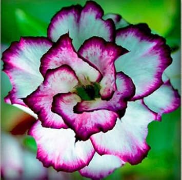 Weiß lila adenium blume samen for anpflanzung seasonal bloomer heirloom & gmo free samen for home garten
sale samen for home garten anpflanzung