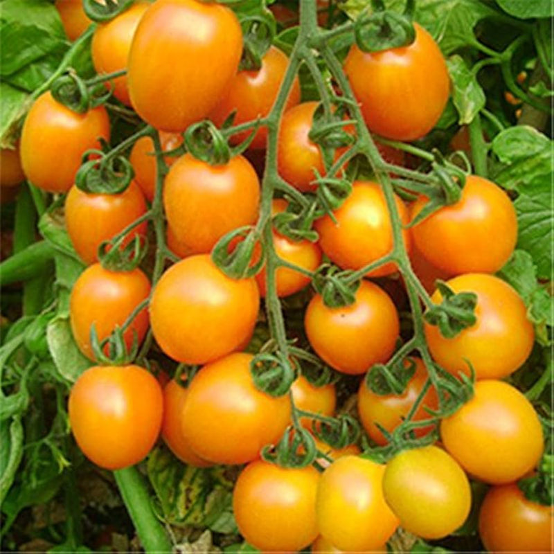 Traditionelle tomato solanum lycopersicum für aussaat in balcony garten