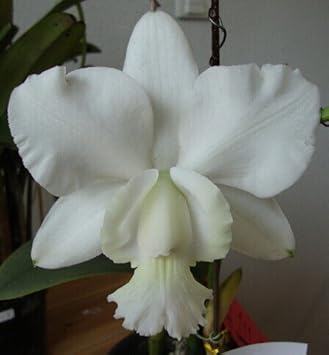 Weiß cattleya blume samen for anpflanzung - fragrant blossoms, heirloom & gmo free samen for home garten
sale for anpflanzung in home garten.