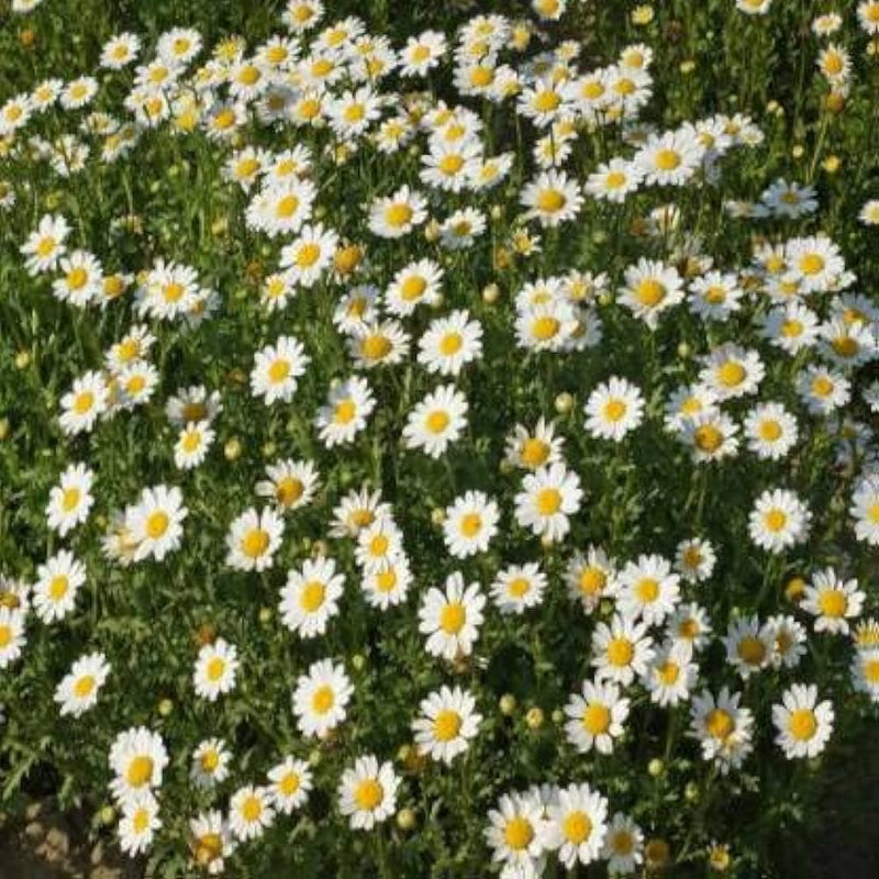 Semillas de flores blancas de Paludosum para sembrar – populares como flores de corte – variedad tradicional y semillas sin OGM para el jardín doméstico