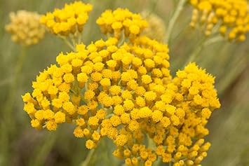 Heirloom immortelle blume samen for anpflanzung shade tolerant heirloom & gmo free samen for home garten
sale for anpflanzung in home garten