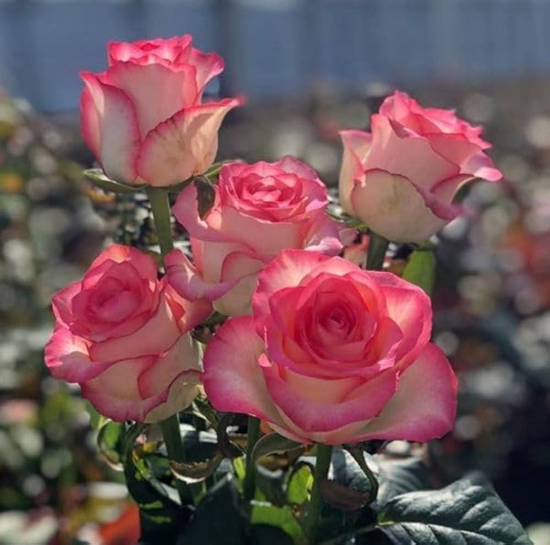 Rosa rose rugosa samen for hardy, fragrant rose blooms