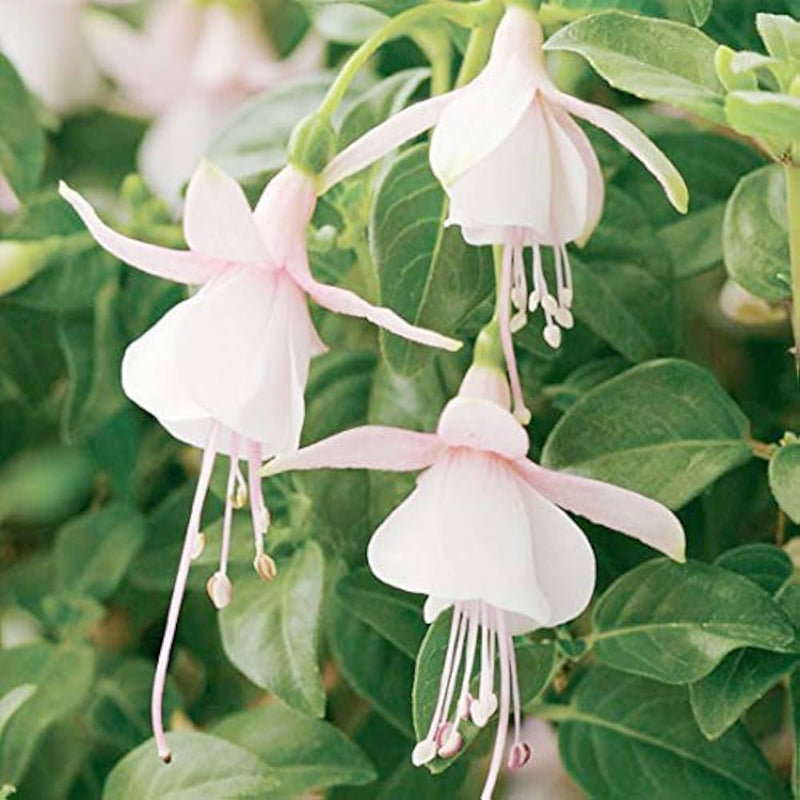 Semillas de fucsia híbrida blanca para siembra: flor cortada popular, variedad tradicional y sin ingeniería genética, semillas para huerto doméstico