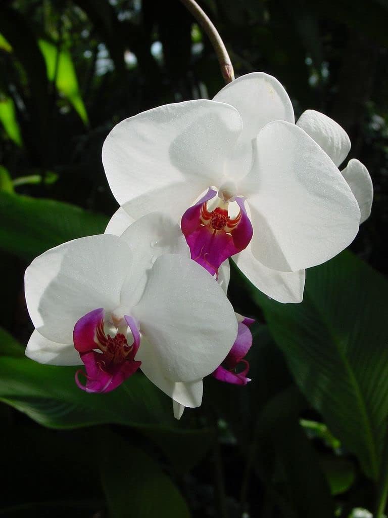Weiß butterfly orchid blume samen for anpflanzung - long bloom season, heirloom & gmo free samen for home garten
sale samen for anpflanzung in home garten