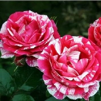 Rosa weiß stripe rose blume samen for anpflanzung - colorful display, heirloom & gmo free samen for home garten
sale samen for anpflanzung in home garten
