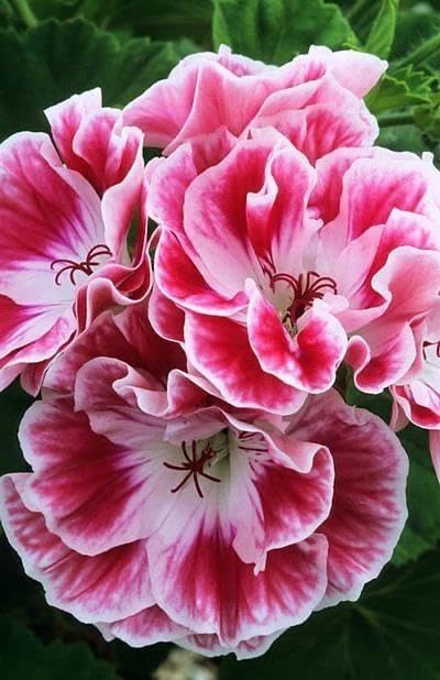 Semillas de flores de geranio blanco y rosa para sembrar