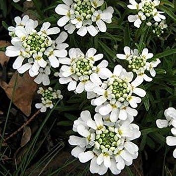 Weiß candytuf blume samen for anpflanzung - premium quality, heirloom & gmo free samen for home garten
sale samen for home garten