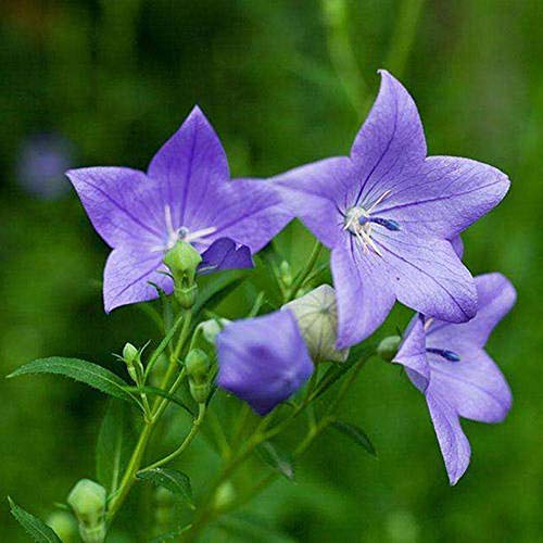 Graines de fleurs de Grandiflorus violet à semer – tolère la mi-ombre – variété traditionnelle et sans OGM, graines pour le jardin familial