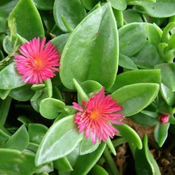 Rose aptenia blume samen for anpflanzung - easy to grow, heirloom & gmo free samen for home garten
sale samen for anpflanzung in home garten