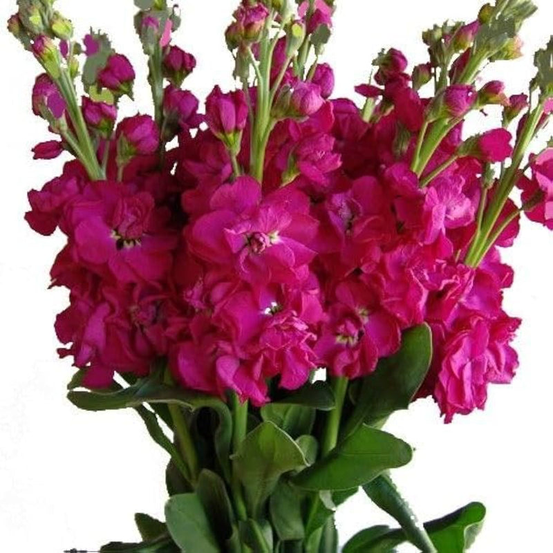 Semillas de alhelí rosa para siembra – de alta calidad – variedad tradicional y semillas de jardín sin organismos modificados genéticamente