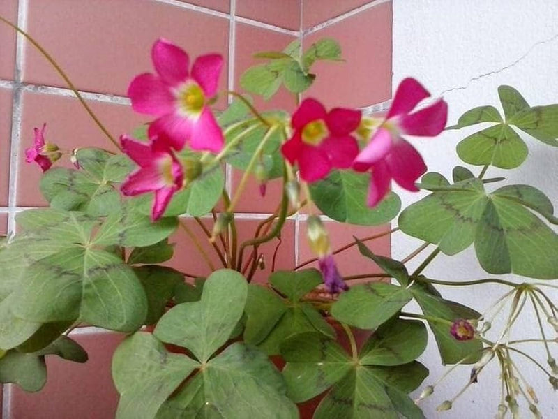 Oxalis triangularis mixed blume samen for anpflanzung