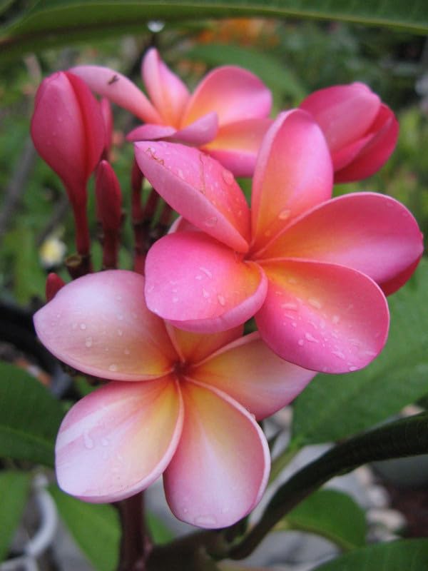Rosa frangipani blume samen for anpflanzung - easy to grow, heirloom & gmo free samen for home garten
sale samen for home garten
