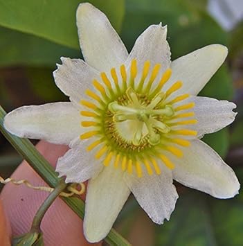 Weiß passiflora biflora blume samen for anpflanzung - shade tolerant, heirloom & gmo free samen for home garten
sale for anpflanzung in home garten