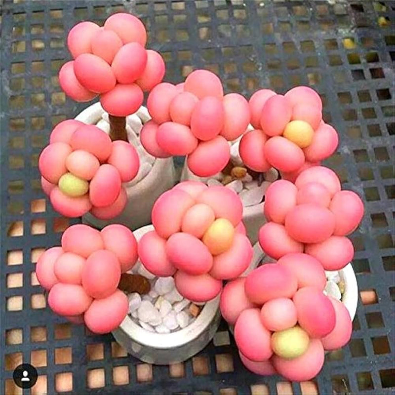 Semillas de flores de Egg rosa para sembrar y para el jardín, crecimiento compacto, variedad tradicional y sin transgénicos, semillas para el jardín doméstico