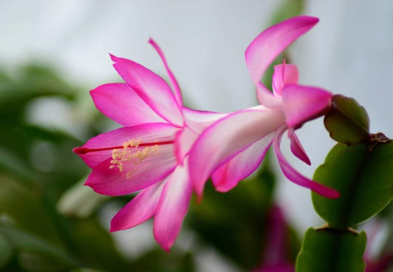Rosa & weiß schlumbergera blume samen for anpflanzung - long bloom season, heirloom & gmo free samen for home garten
sale for anpflanzung in home garten.