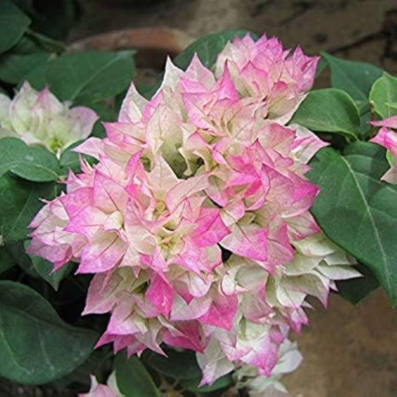 Semillas de buganvilla triple blanca y rosa para sembrar, variedad tradicional de alta calidad, sin ingeniería genética, semillas para el jardín doméstico