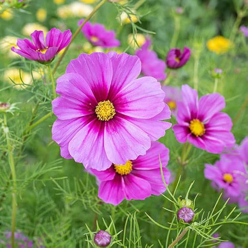 Semillas de flores de Cosmos Bipinnatus para sembrar, de crecimiento compacto, variedad tradicional y sin ingeniería genética, semillas para el jardín doméstico