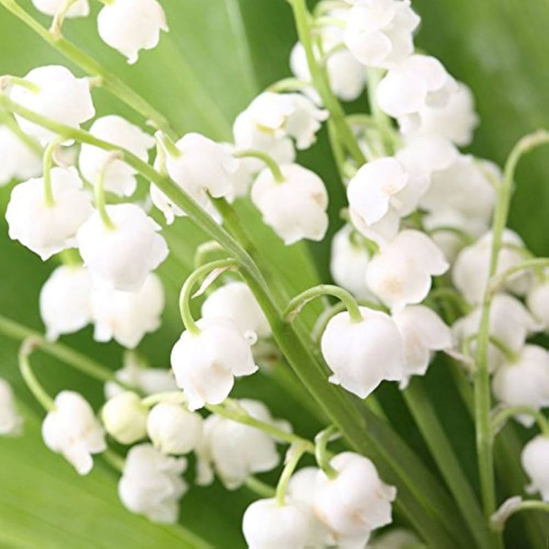 Orquídea campana blanca, semillas de flores – tolerante a la semisombra, variedad tradicional y sin transgénicos, semillas para el jardín doméstico