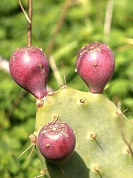 Rosa opuntia blume samen for anpflanzung - colorful display, heirloom & gmo free samen for home garten
sale samen for home garten