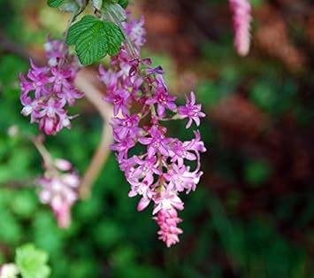 Rosa currant blume samen for anpflanzung - vibrant colors, heirloom & gmo free samen for home garten
sale for anpflanzung in home garten