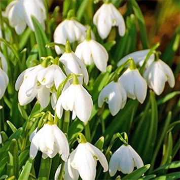 Weiß snowdrop blume samen for anpflanzung - long bloom season, heirloom & gmo free samen for home garten
sale for anpflanzung in home garten