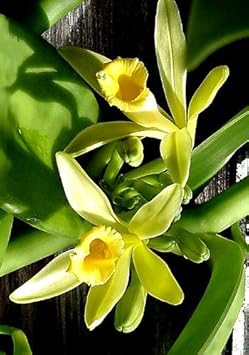 Vanilla orchid blume samen for anpflanzung - easy to grow, heirloom & gmo free samen for home garten
sale for anpflanzung in home garten