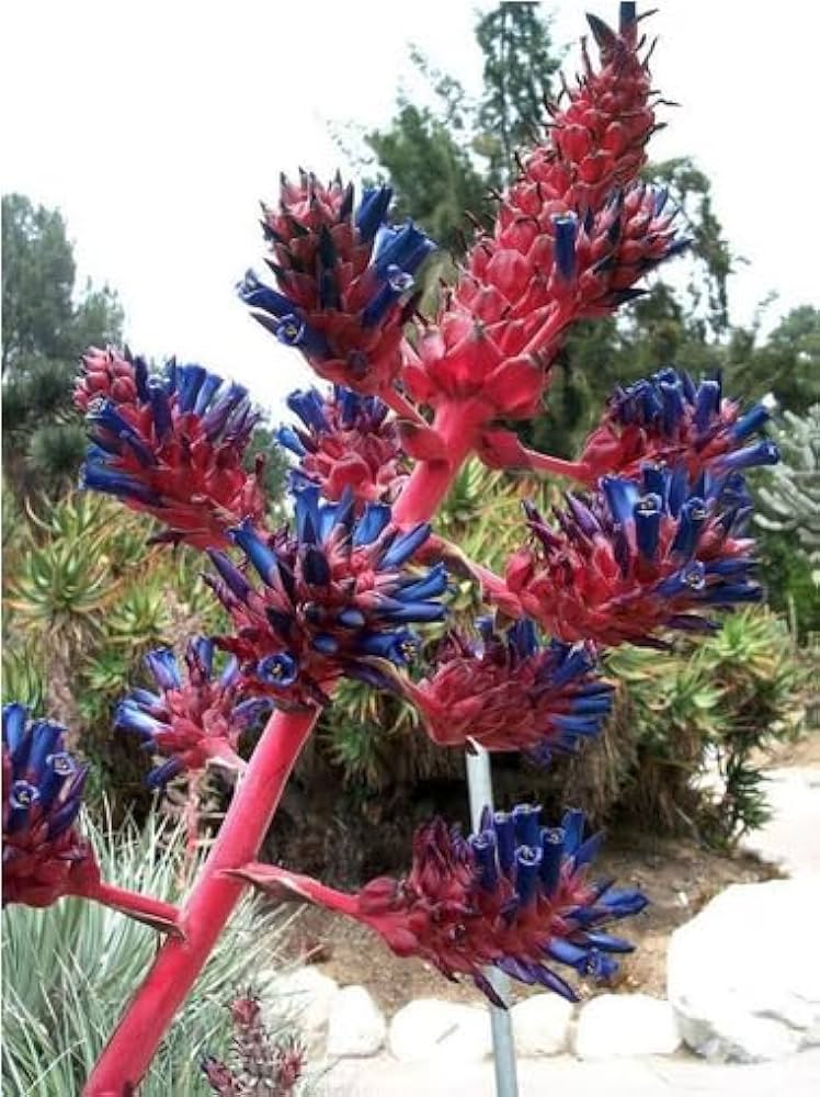 Graines de Puya rose et bleue à semer – aime le soleil, variété traditionnelle et sans OGM, graines pour jardin familial