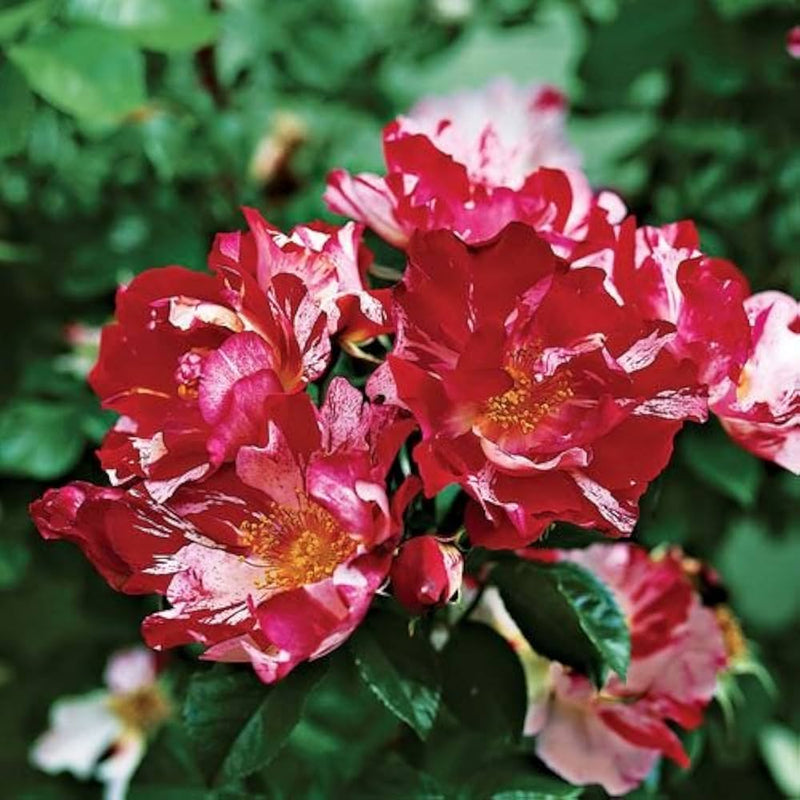 Rose grimpante rouge, graines de fleurs à semer, fleurs éclatantes, variété traditionnelle et sans OGM, graines pour jardin familial