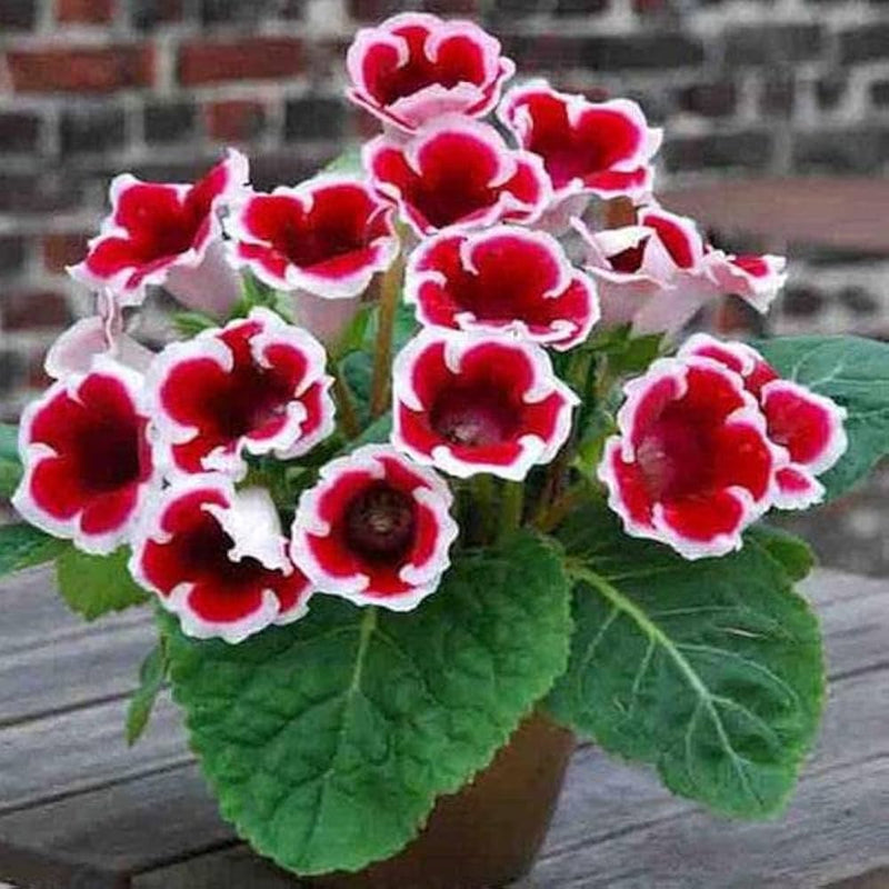 Blanco Rojo castaño Gloxinia semillas de flores para siembra amante del sol variedad tradicional y sin transgénicos semillas para jardín doméstico