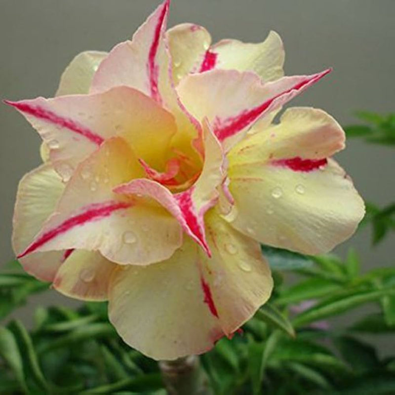 Rose jaune, rose du désert Obesum, graines à semer de qualité supérieure, variété traditionnelle et sans OGM, graines pour jardin familial