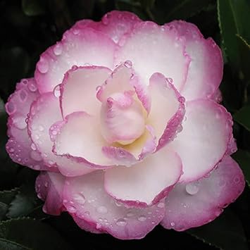Weiß lila camellia blume samen for anpflanzung - fragrant blossoms, heirloom & gmo free samen for home garten
sale for anpflanzung in home garten.