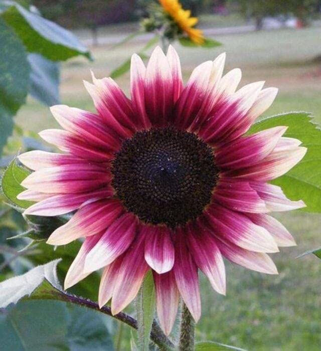 Graines de tournesol rose à semer