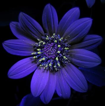 Violet sunflower blume samen for anpflanzung - pollinator friendly, heirloom & gmo free samen for home garten
sale for anpflanzung in home garten.