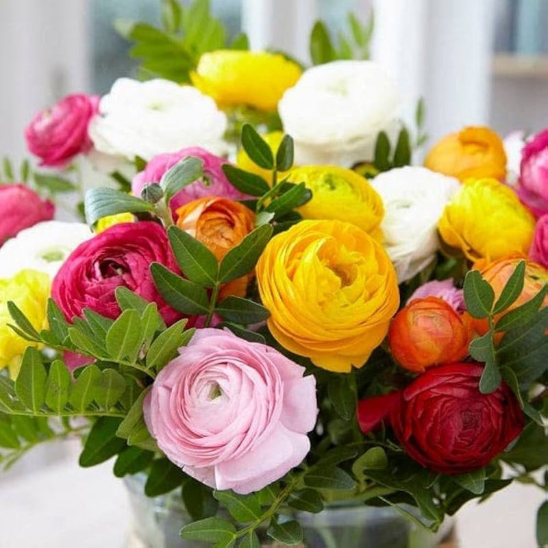 Ranunculus ranunculus asiaticus for anpflanzung in container garten