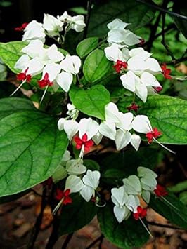 Weiß rot clerodendrum blume samen for anpflanzung - sun loving, heirloom & gmo free samen for home garten
sale for anpflanzung in home garten