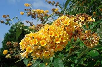 Rot gelb multicolor rose for anpflanzung nongmo heirloom garten samen hardy variety
sale for anpflanzung in home garten