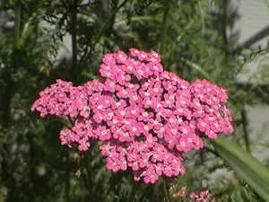 Achillea cerise queen yarrow blume samen for rosa blooms