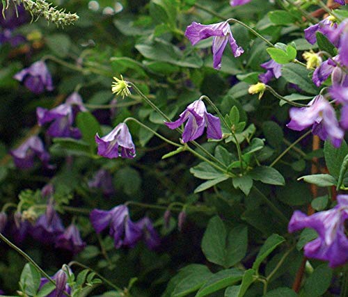 Violet viticella blume samen for anpflanzung - cut blume favorite, heirloom & gmo free samen for home garten
sale samen for home garten