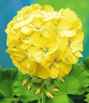 Rosa althaea rosea blume samen for anpflanzung low maintenance heirloom & gmo free samen for home garten
sale for anpflanzung in home garten