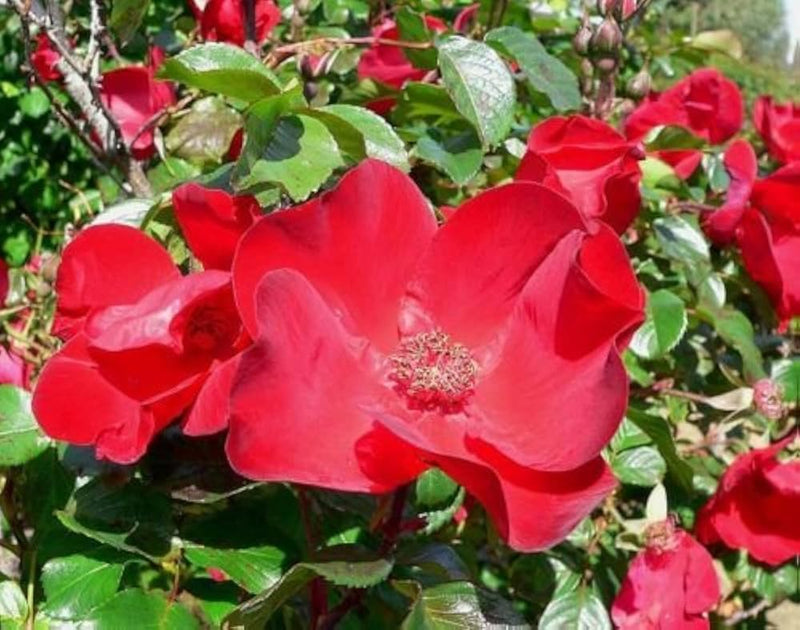 Semillas de flor de jara rosa roja para sembrar