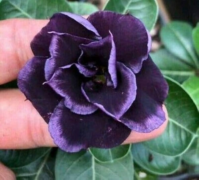 Semillas de flores de rosa del desierto Obesum, variedad tradicional, para siembra, flores luminosas, variedad tradicional y sin ingeniería genética, semillas para el jardín doméstico