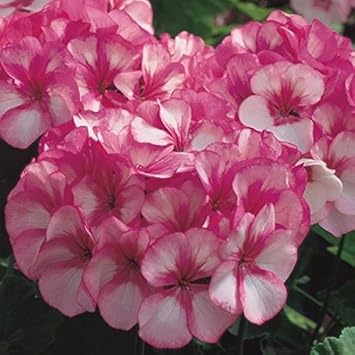 Rosa weiß geranium blume samen for anpflanzung - sun loving, heirloom & gmo free samen for home garten
sale for anpflanzung in home garten