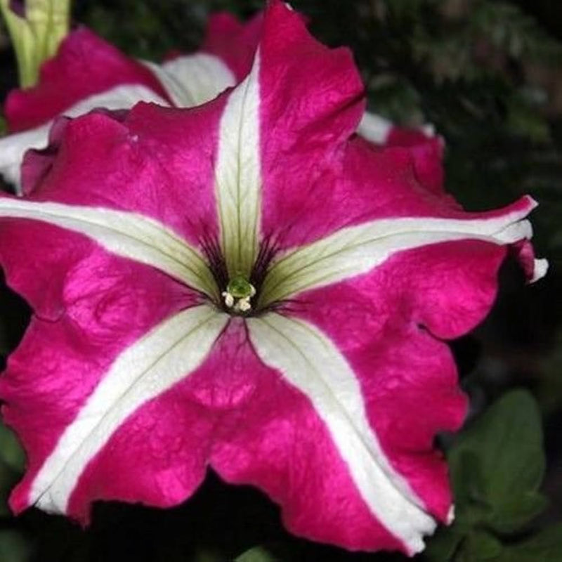 Pelleted samen dreams rose picotee petunia samen