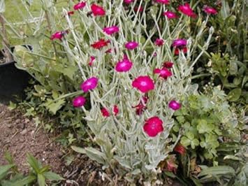 Rosa rose campion blume samen for anpflanzung - perfect for borders, heirloom & gmo free samen for home garten
sale for anpflanzung in home garten