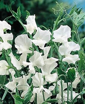 Heirloom sweet pea jilly blume samen for anpflanzung compact growth heirloom & gmo free samen for home garten
sale for anpflanzung in home garten