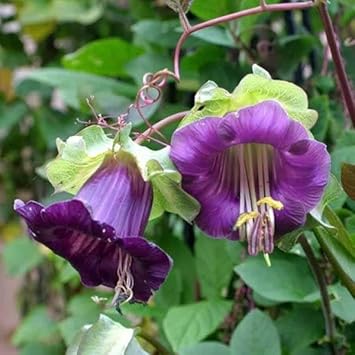 Heirloom cobaea bells blume samen for anpflanzung garten favorite heirloom & gmo free samen for home garten
sale for anpflanzung in home garten