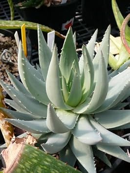 Aloe blume samen for anpflanzung - easy to grow, heirloom & gmo free samen for home garten
sale for anpflanzung in home garten