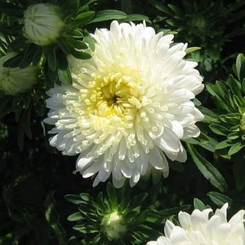 Aster blanco Callistephus, semillas de flores para siembra, variedad tradicional de alta calidad y sin ingeniería genética, semillas para jardín doméstico